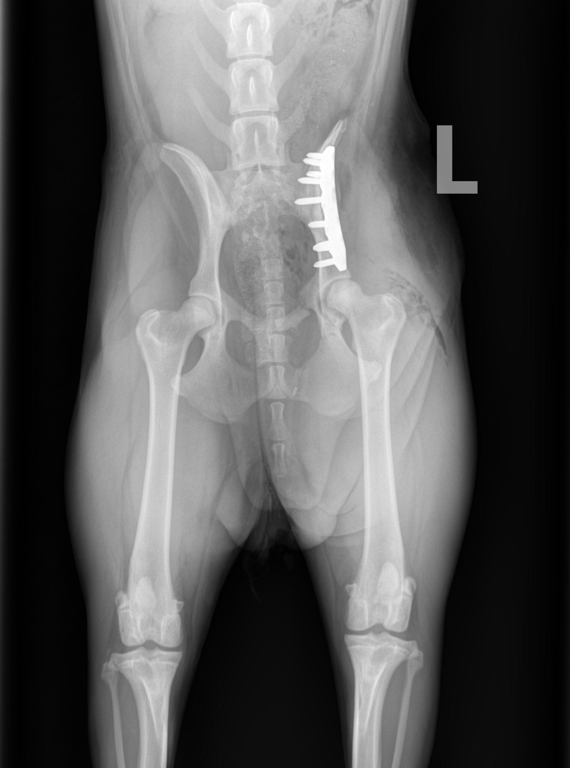 Canine Fracture Repair